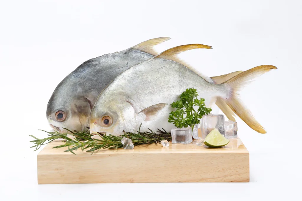 Fish on white background , food photography